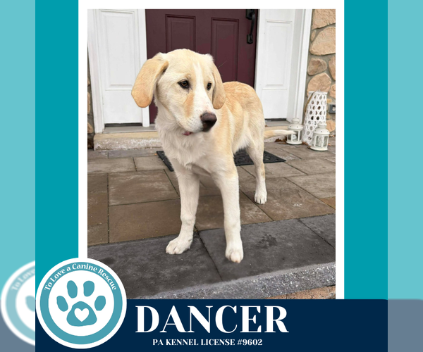 Medium Photo #4 Labrenees Puppy For Sale in Kimberton, PA, USA