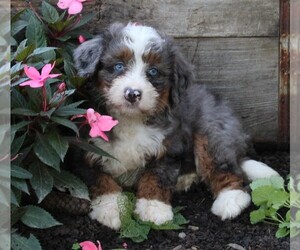 Miniature Bernedoodle Puppy for sale in FREDERICKSBURG, OH, USA