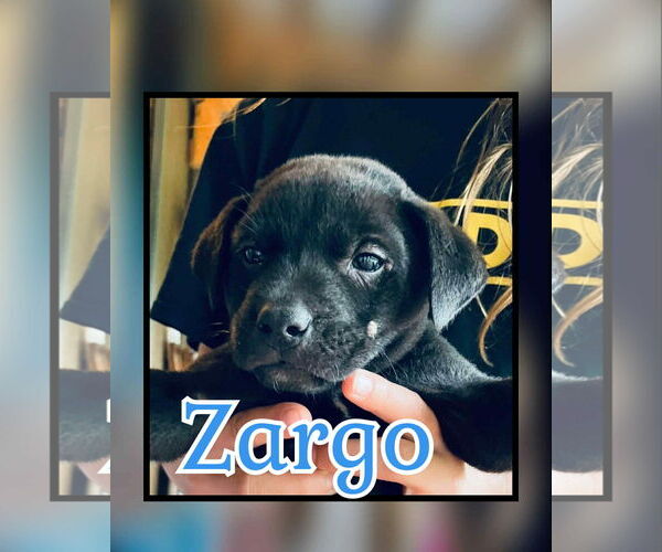 Medium Photo #2 Labrador Retriever-Unknown Mix Puppy For Sale in NEWPORT NH, NH, USA