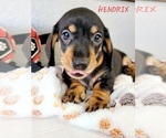 Small Photo #19 Dachshund Puppy For Sale in THORNTON, CO, USA