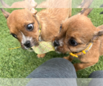 Small Photo #4 Chihuahua-Unknown Mix Puppy For Sale in San Diego, CA, USA