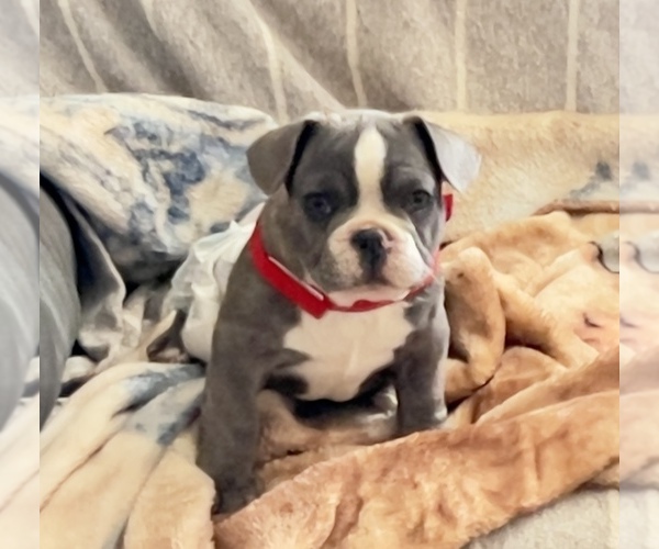 Medium Photo #10 French Bulldog Puppy For Sale in BUCKEYE, AZ, USA