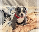 Small #9 French Bulldog