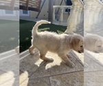 Small Photo #32 Labradoodle Puppy For Sale in FORT LAUDERDALE, FL, USA