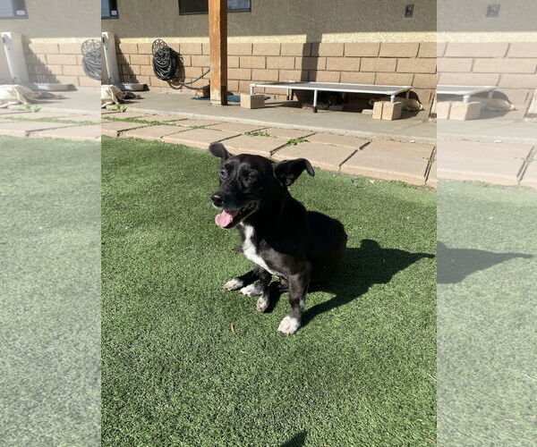 Medium Photo #3 Chiweenie Puppy For Sale in La Verne, CA, USA