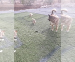Small Photo #17 German Shepherd Dog-Jindo Dog Mix Puppy For Sale in PRESCOTT, AZ, USA