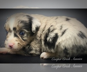 Miniature Australian Shepherd Puppy for sale in SMITHVILLE, AR, USA