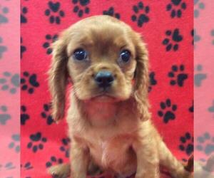 Cavalier King Charles Spaniel Puppy for sale in RUDOLPH, OH, USA
