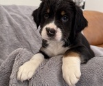 Puppy Puppy 3 Bernedoodle-French Bulldog Mix