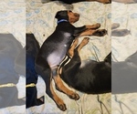 Small #21 Doberman Pinscher
