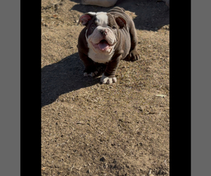 English Bulldog Puppy for Sale in BAKERSFIELD, California USA