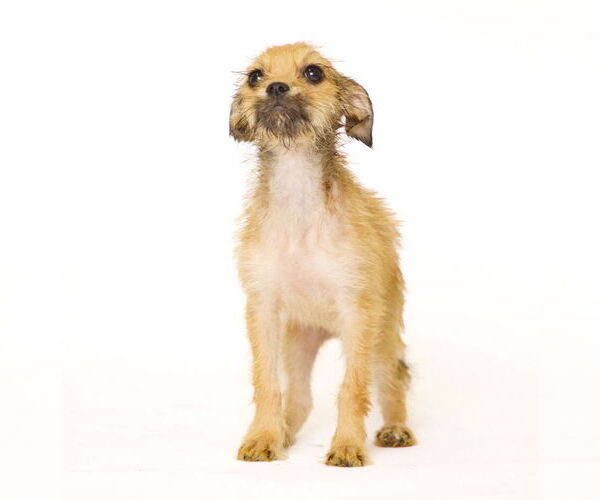 Medium Photo #5 Chihuahua-Unknown Mix Puppy For Sale in Brooklyn Center, MN, USA
