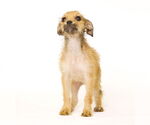Small #4 Chihuahua Mix