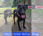 Small #3 Labrador Retriever Mix