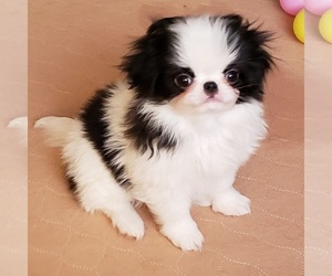 Japanese Chin Puppy for sale in LAURELDALE, PA, USA