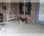 Small #3 American Pit Bull Terrier-Siberian Husky Mix