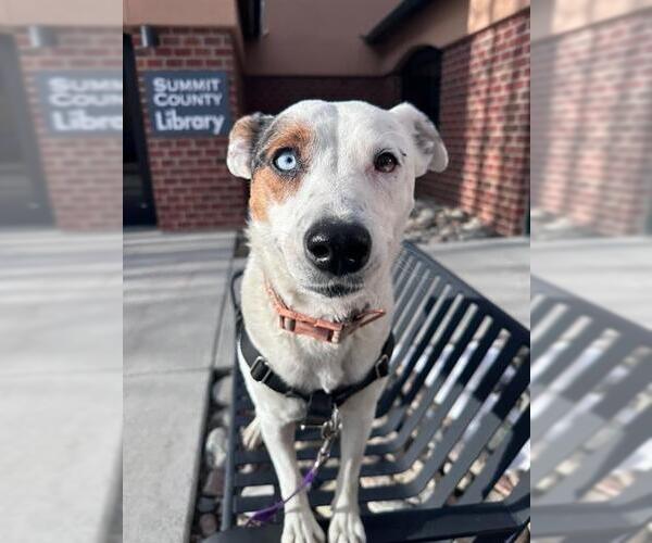 Medium Photo #2 Mutt Puppy For Sale in Frisco, CO, USA