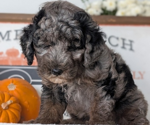 Medium Photo #3 Poodle (Miniature) Puppy For Sale in GOSHEN, IN, USA