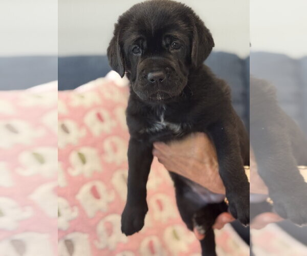 Medium Photo #4 Labrador Retriever-Unknown Mix Puppy For Sale in San Diego, CA, USA