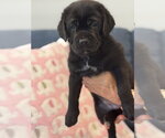 Small Photo #4 Labrador Retriever-Unknown Mix Puppy For Sale in San Diego, CA, USA