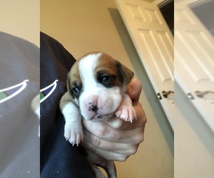 Boxer Puppy for Sale in DAYTONA BEACH, Florida USA