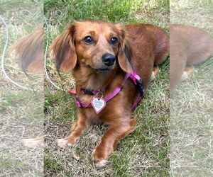 Dachshund Dogs for adoption in Shelbyville, TN, USA