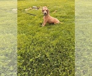 Father of the Goldendoodle (Miniature) puppies born on 06/22/2024