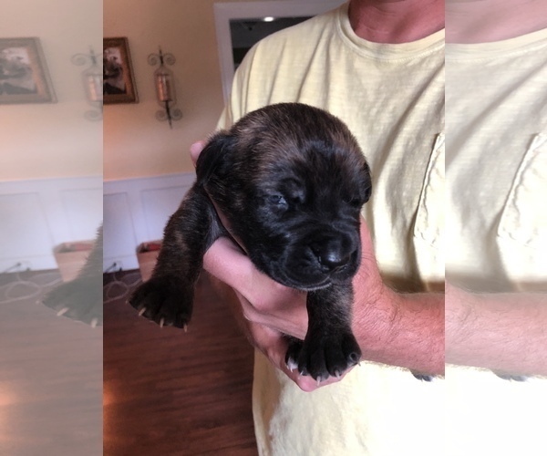 Medium Photo #17 Cane Corso Puppy For Sale in MOBILE, AL, USA