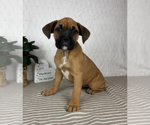 Medium Photo #1 Boxer Puppy For Sale in GREENFIELD, IN, USA