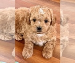 Small Photo #1 Poodle (Miniature)-Zuchon Mix Puppy For Sale in ALGOMA, WI, USA