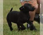 Small #2 Labrador Retriever Mix
