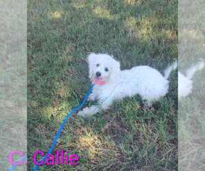 Poodle (Miniature) Dogs for adoption in New York, NY, USA