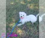 Small Poodle (Miniature)
