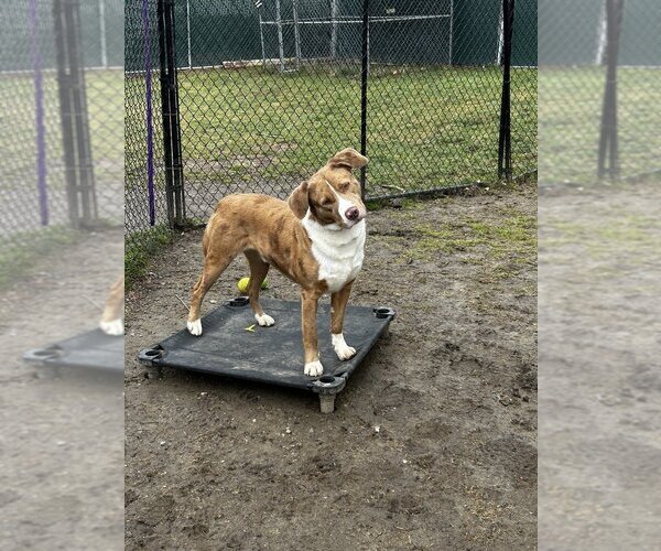 Medium Photo #6 Australian Shepherd-Catahoula Leopard Dog Mix Puppy For Sale in Brewster, NY, USA