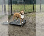 Small #5 Australian Shepherd-Catahoula Leopard Dog Mix
