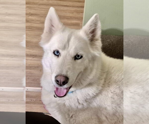 Medium Photo #3 Siberian Husky Puppy For Sale in Omaha, NE, USA
