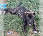 Small #2 Mutt
