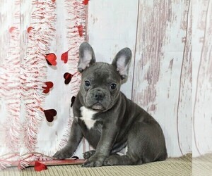 French Bulldog Puppy for sale in FREDERICKSBURG, OH, USA