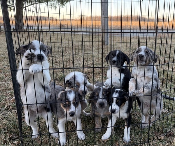 Medium Photo #1 Texas Heeler Puppy For Sale in URBANA, IN, USA