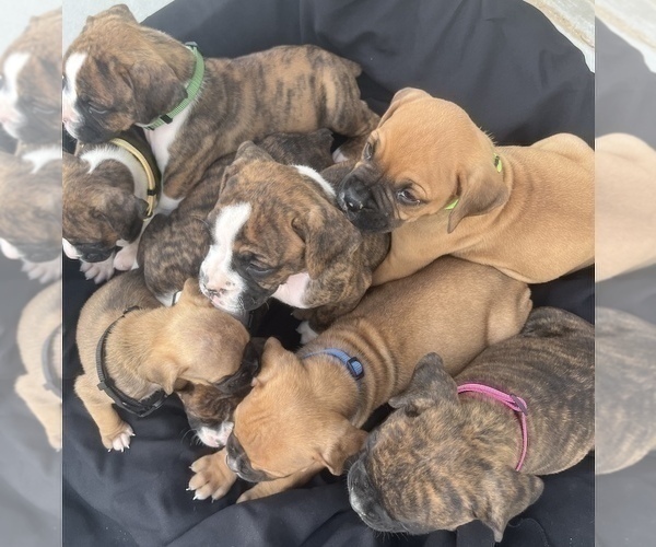 Medium Photo #8 Boxer Puppy For Sale in LUCERNE VALLEY, CA, USA