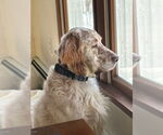Small #2 English Setter Mix