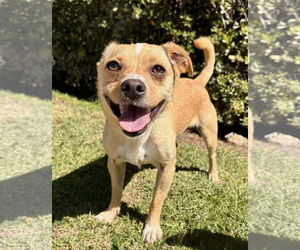 Chihuahua-Unknown Mix Dogs for adoption in Newport Beach, CA, USA