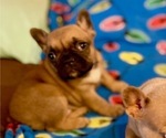 Small Photo #3 French Bulldog Puppy For Sale in NUNNELLY, TN, USA