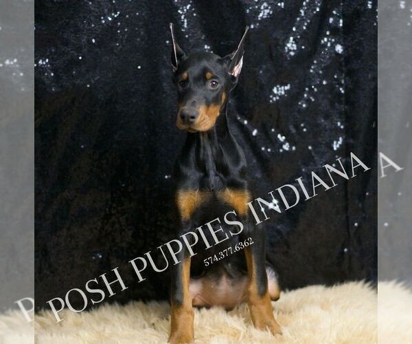 Medium Photo #4 Doberman Pinscher Puppy For Sale in WARSAW, IN, USA