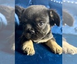 Small Photo #15 French Bulldog Puppy For Sale in ATLANTA, GA, USA