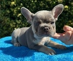 Puppy Buster French Bulldog