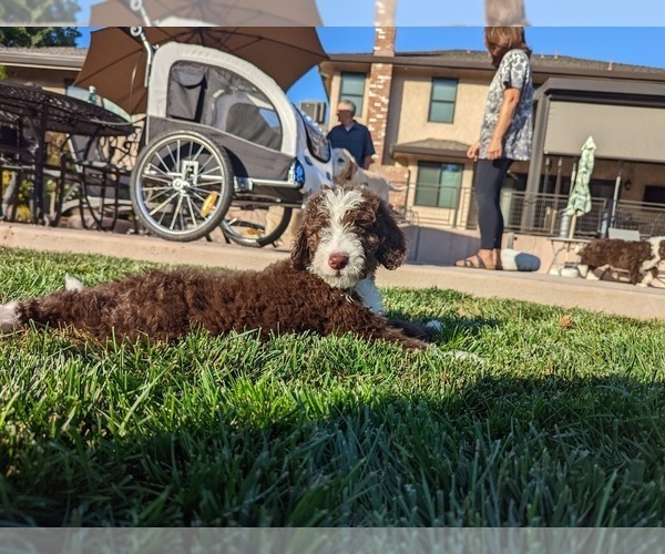 Medium Photo #4 Bernedoodle Puppy For Sale in STOCKTON, CA, USA