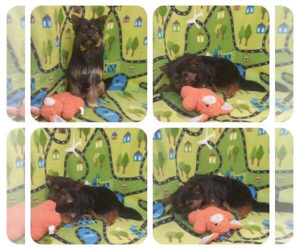 Medium Photo #8 Pomeranian-Unknown Mix Puppy For Sale in FAIRLAWN, OH, USA
