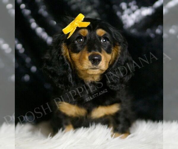 Medium Photo #2 Dachshund Puppy For Sale in WARSAW, IN, USA