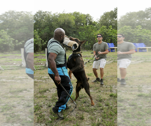 Medium Photo #23 Doberman Pinscher Puppy For Sale in FORT LAUDERDALE, FL, USA